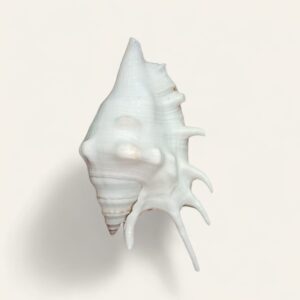 Lambis Shell