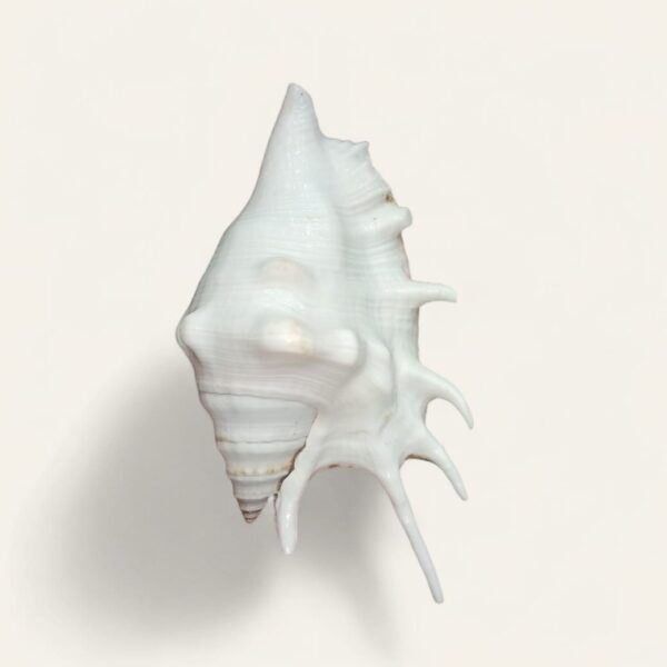 Lambis Shell