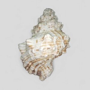 white seashell