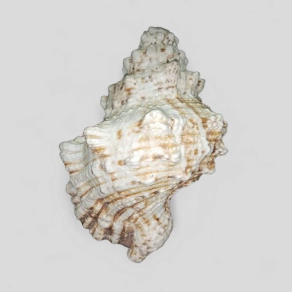 white seashell