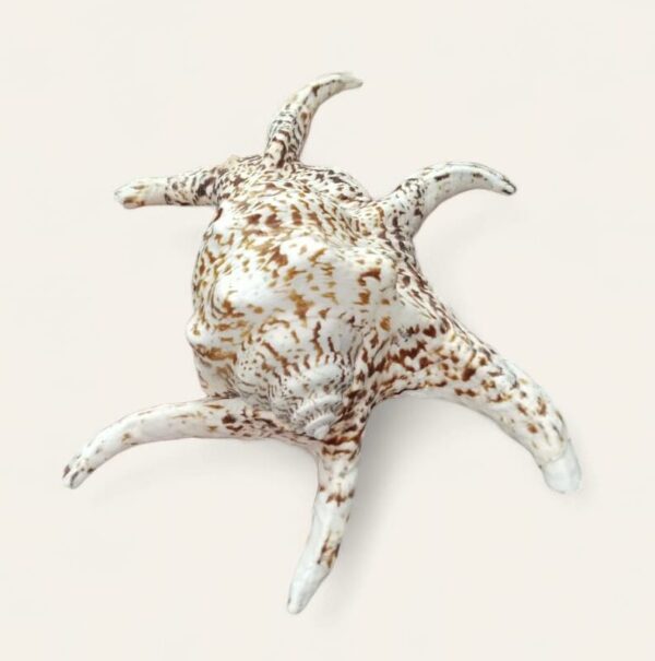 Spider Shell