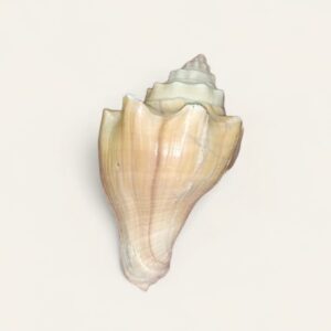 Natural Conch Shell