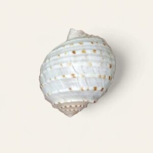White Shine Shell Pulli Pathiram Shell, Tonna Sulcosa, Tonna Dolium