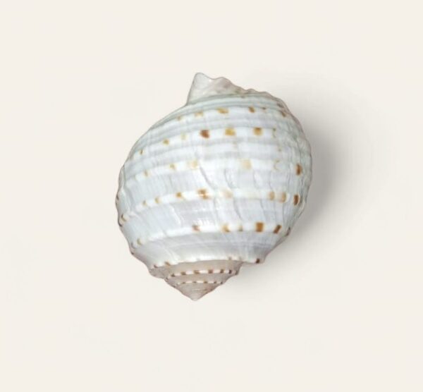 White Shine Shell Pulli Pathiram Shell, Tonna Sulcosa, Tonna Dolium