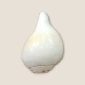 Conch Shell
