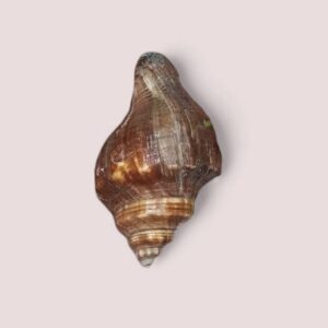 Brown shell