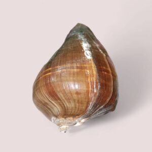 Pacific Crown Conch, Melongina Shells, Polished Fiber Conch