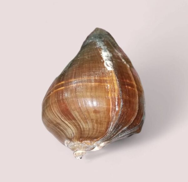 Pacific Crown Conch, Melongina Shells, Polished Fiber Conch