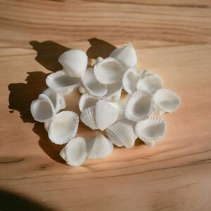 Scallop Sea Shells (Drilled)-1001