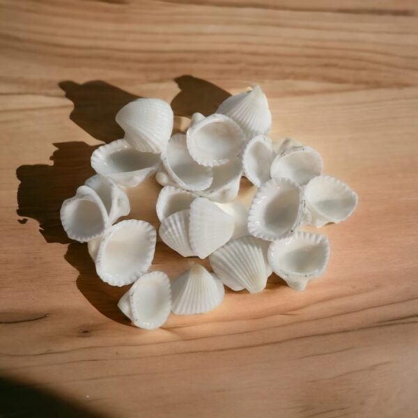 Scallop Sea Shells (Drilled)-1001