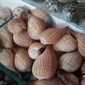 Sea shell
